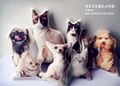 Custom Cute Pet Shaped Pillow for Sofa or Car